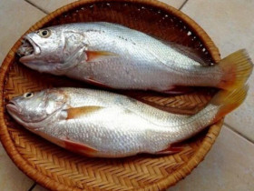 Loài cá "nhà nghèo" có cái tên nghe đã chậm chạp, xưa bị chê bai nay thành đặc sản xuất khẩu nước ngoài