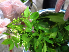Thứ lá nghe tên đã "buồn nẫu" lại là linh hồn của một đặc sản An Giang, lọt top món ăn tiêu biểu Kỷ lục Châu Á