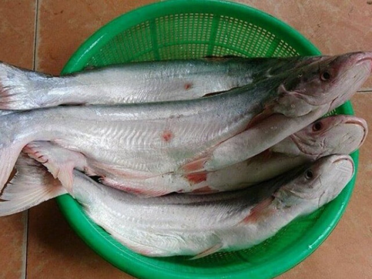 Loài cá có tên một loại quả vì tỏa ra mùi thơm phức: Là đặc sản hiếm ở Cần Giờ, giá tới 1 triệu đồng/kg khách vẫn mua hết sạch