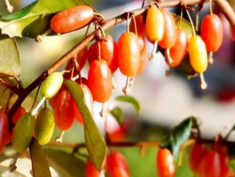 Thứ quả vừa chua vừa chát xưa cho không ai lấy nay ra nước ngoài được săn đón, giá đến 3.5 triệu/cây
