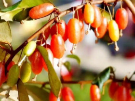 Thứ quả vừa chua vừa chát xưa cho không ai lấy nay ra nước ngoài được săn đón, giá đến 3.5 triệu/cây