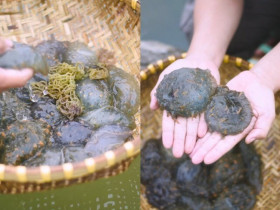 Sinh vật nhìn kỳ dị bò nhúc nhích nhưng lại là đặc sản ăn mát lạnh giữa ngày hè, giòn sần sật như rau câu