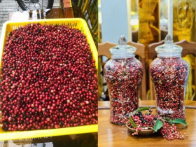 Thứ quả dại xưa chỉ trẻ con nhặt ăn nay thành đặc sản chị em lùng mua, ngâm rượu uống cực tốt cho sức khỏe
