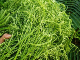 Thứ rau rừng một người ăn là cả làng bịt mũi vì quá "bốc mùi": Là đặc sản độc nhất Tây Bắc, du khách tranh giành mua làm quà