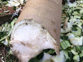 Thứ nằm trong thân cây đu đủ tưởng vứt đi, nhặt về đem muối làm được đủ món "cứu đói", ăn ngon hơn thịt gà