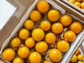 Loại quả dại mọc đầy đường là món vặt tuổi thơ Việt lại là “siêu trái cây” tiền triệu được săn lùng ở nước ngoài, giá gần 700.000 đồng/kg