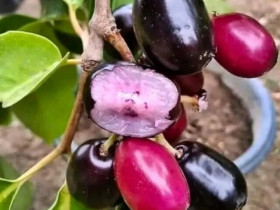 Loại quả trên rừng xưa chỉ trẻ con nhặt ăn chơi, nay xuống phố thành đặc sản giá cao gấp mấy lần vẫn ùn ùn người mua