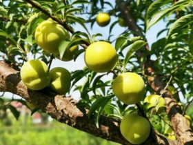 Thứ quả nhìn xanh lét lại có vị ngọt như mật ong cực "hot" MXH, chị em đổ xô mua thử dù giá đến 500.000đ/kg