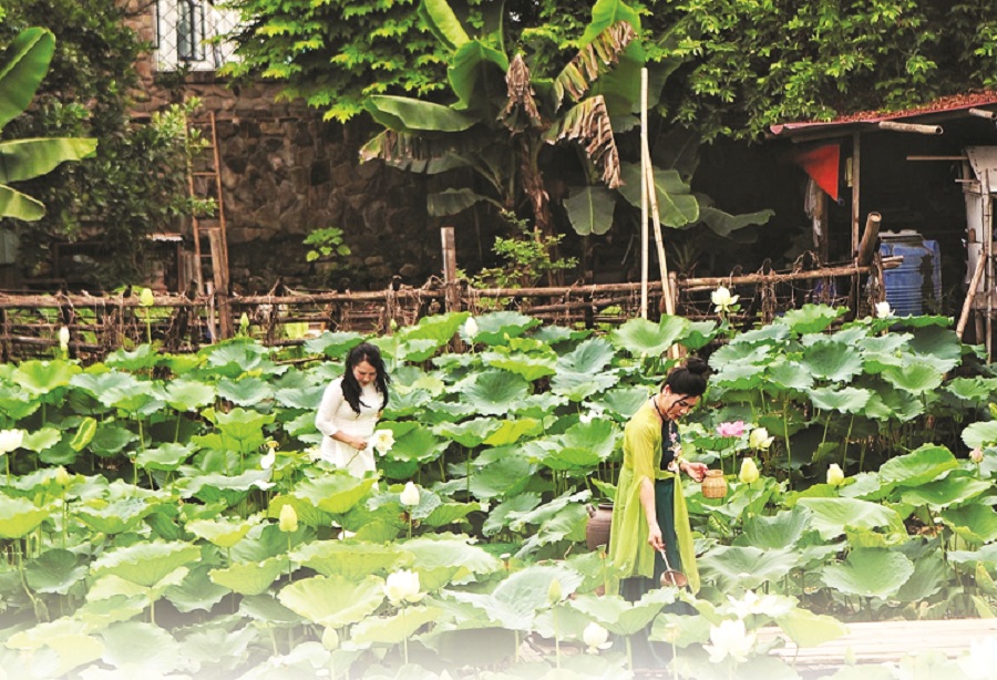 Cây xanh và những mùa hoa Hà Nội - 2