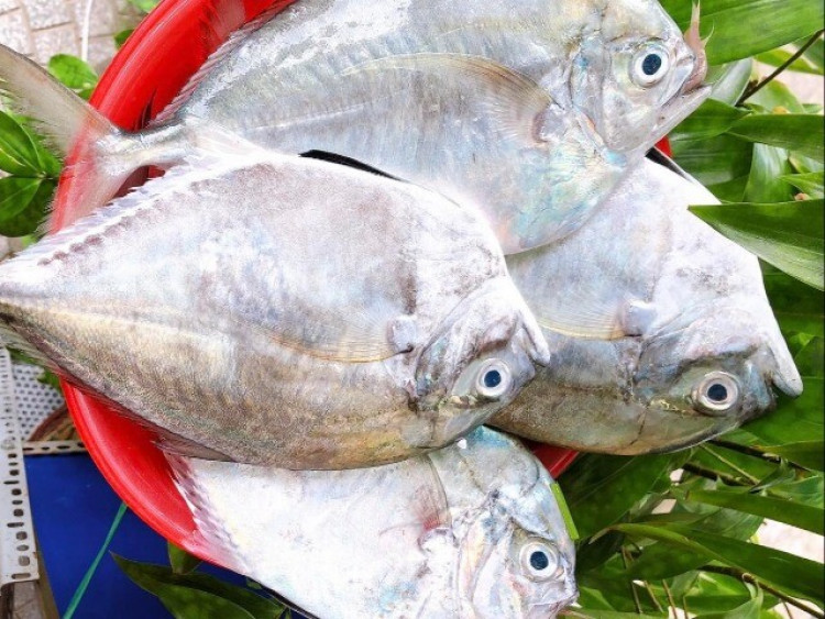 Loài cá có cái tên nghe đã thấy bao dung là đặc sản quý hiếm ở Bình Thuận, già trẻ đều mê vì phần thịt vô cùng đặc biệt