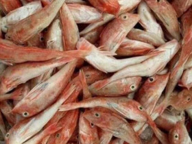 Loài cá đặc biệt ở Nghệ An, sau khi chế biến thơm ngon như đùi gà, từng bị chê nay giá tăng gấp 10 dân sành ăn thi nhau mua