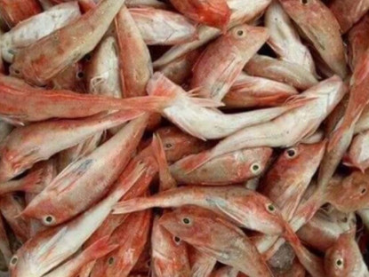 Loài cá đặc biệt ở Nghệ An, sau khi chế biến thơm ngon như đùi gà, từng bị chê nay giá tăng gấp 10 dân sành ăn thi nhau mua
