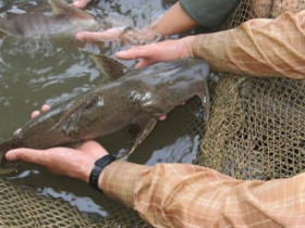 Loài cá tên lạ xưa chỉ dành cho vua chúa, nay giá tới 600.000đ/kg nhiều người vẫn tranh nhau mua