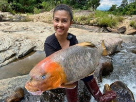 Loài cá tiến vua “quý như vàng” ở Phú Thọ, nay giá cả chục triệu đồng vẫn được giới đại gia săn lùng mua