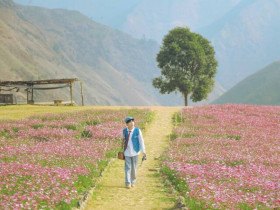 "Thiên đường hạ giới" tại Việt Nam: Có đồi hoa đẹp như Thụy Sĩ, có thể chụp ra 1001 bức ảnh không khác gì Pinterest