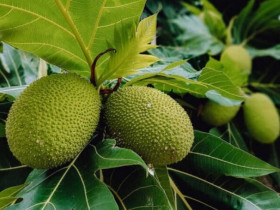 Loại quả bề ngoài như quả mít, ăn vị như khoai tây lại là đặc sản nức tiếng miền Tây "thần dược" cho sức khỏe