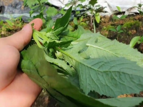 Loại rau có tên như sắp bay vào vũ trụ xưa chỉ là loài cỏ dại, nay thành đặc sản chị em lùng mua vì ngon và bổ dưỡng