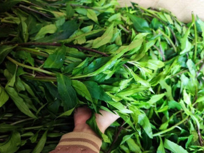 Thứ rau dại mọc hoang trên rừng xuống phố được chị em "săn lùng", có mùi thơm đặc biệt và là "thần dược" tốt cho sức khỏe