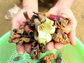 Loại hoa rụng đầy gốc không ai nhặt lại là đặc sản Tây Bắc, đắng nhưng hậu vị ngọt lịm lại cực tốt cho sức khỏe