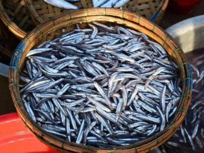 Loài cá rẻ tiền xưa hiếm ai thèm ăn lại bổ dưỡng hơn cả cá hồi, nay thành đặc sản nhiều vùng biển vì ngon-bổ-rẻ