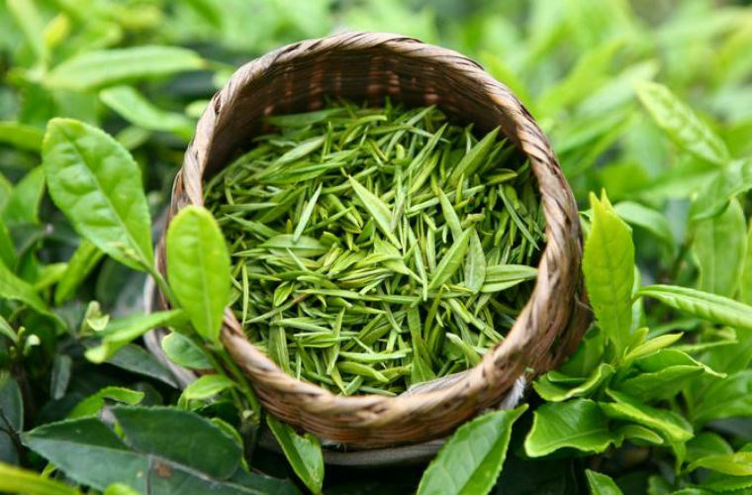 Đun nước lá này để qua đêm, hôm sau đem gội đầu giúp tóc khỏe từ chân tới ngọn, giảm hẳn gãy rụng lại dày mượt như suối - 1