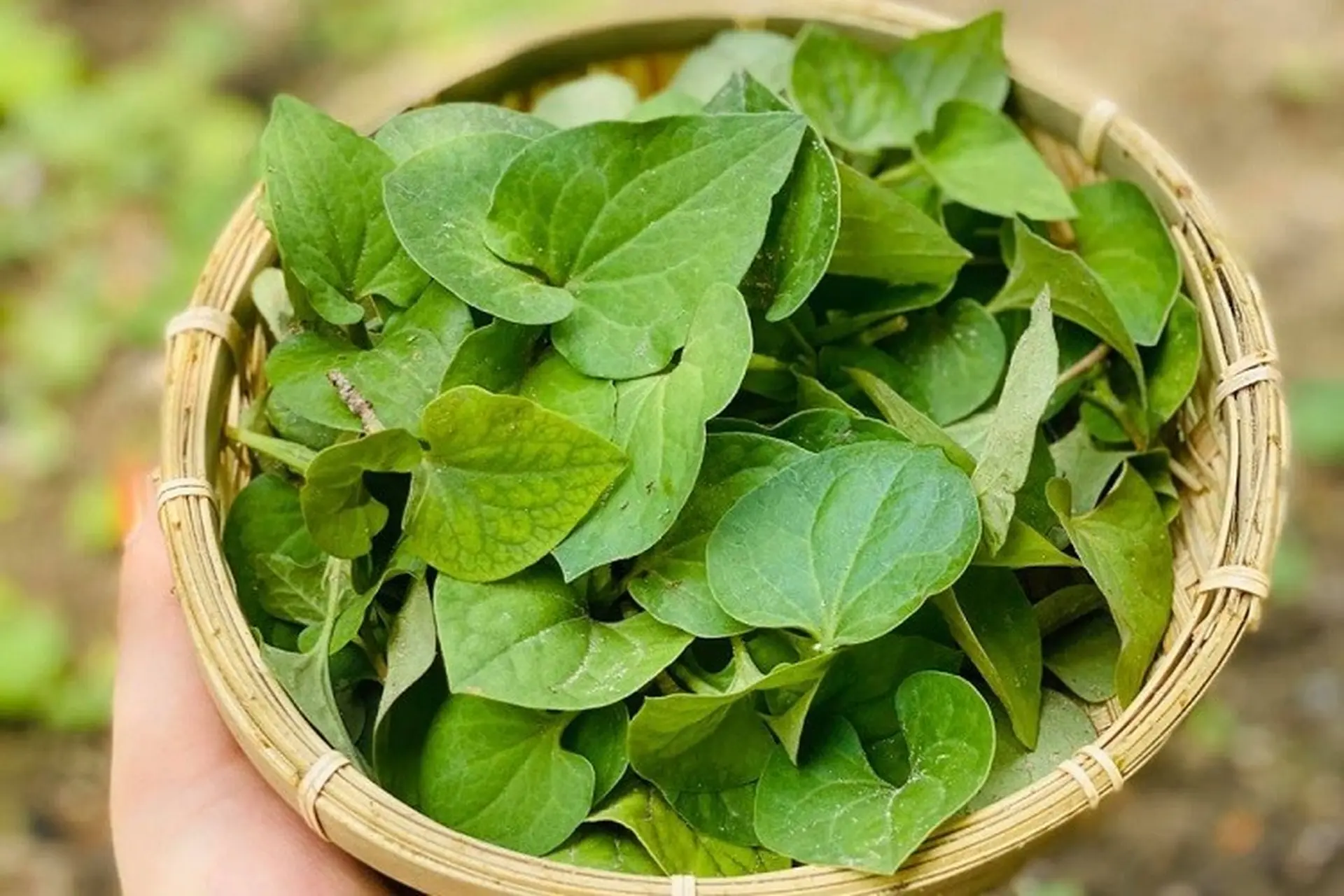 Hai loại rau dân dã là “kho báu” dưỡng da, chống nắng tự nhiên, giúp làn da căng mọng, tươi trẻ suốt bốn mùa - 4