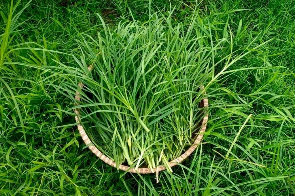 Học bà ngoại dùng loại nước này để gội đầu, cô gái nhận cái kết mỹ mãn, tóc không rụng mà ngày càng dày hơn - 6