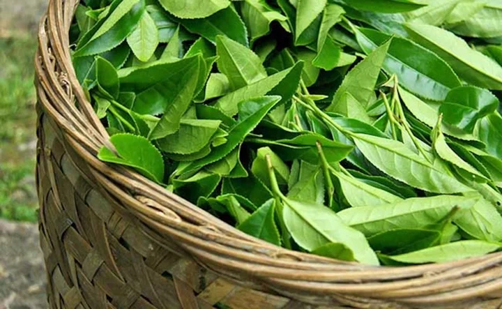 Việt Nam có 3 loại lá tốt ngang &#34;kem chống nắng tự nhiên&#34;, sản sinh collagen hiệu quả giúp chị em trẻ mãi không già - 1
