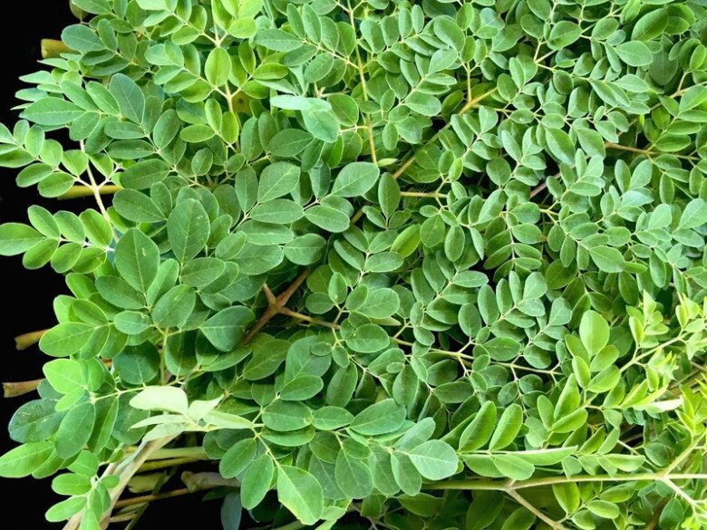 Cây này thường bị nhầm là rau ngót, canxi gấp 4 lần sữa, nấu thành canh cực ngon và bổ - 1
