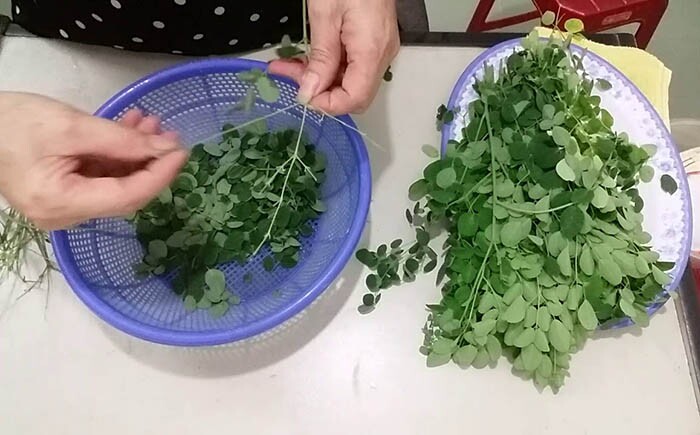 Cây này thường bị nhầm là rau ngót, canxi gấp 4 lần sữa, nấu thành canh cực ngon và bổ - 2