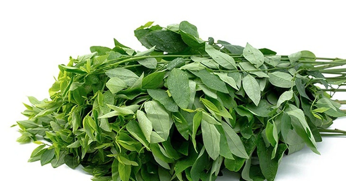 Cây này trồng chỉ lấy lá, vitamin C gấp 45 lần rau thường, đem xào thịt rất ngon - 1