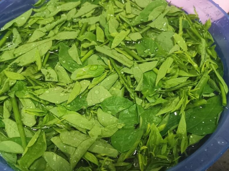 Cây này trồng chỉ lấy lá, vitamin C gấp 45 lần rau thường, đem xào thịt rất ngon - 4
