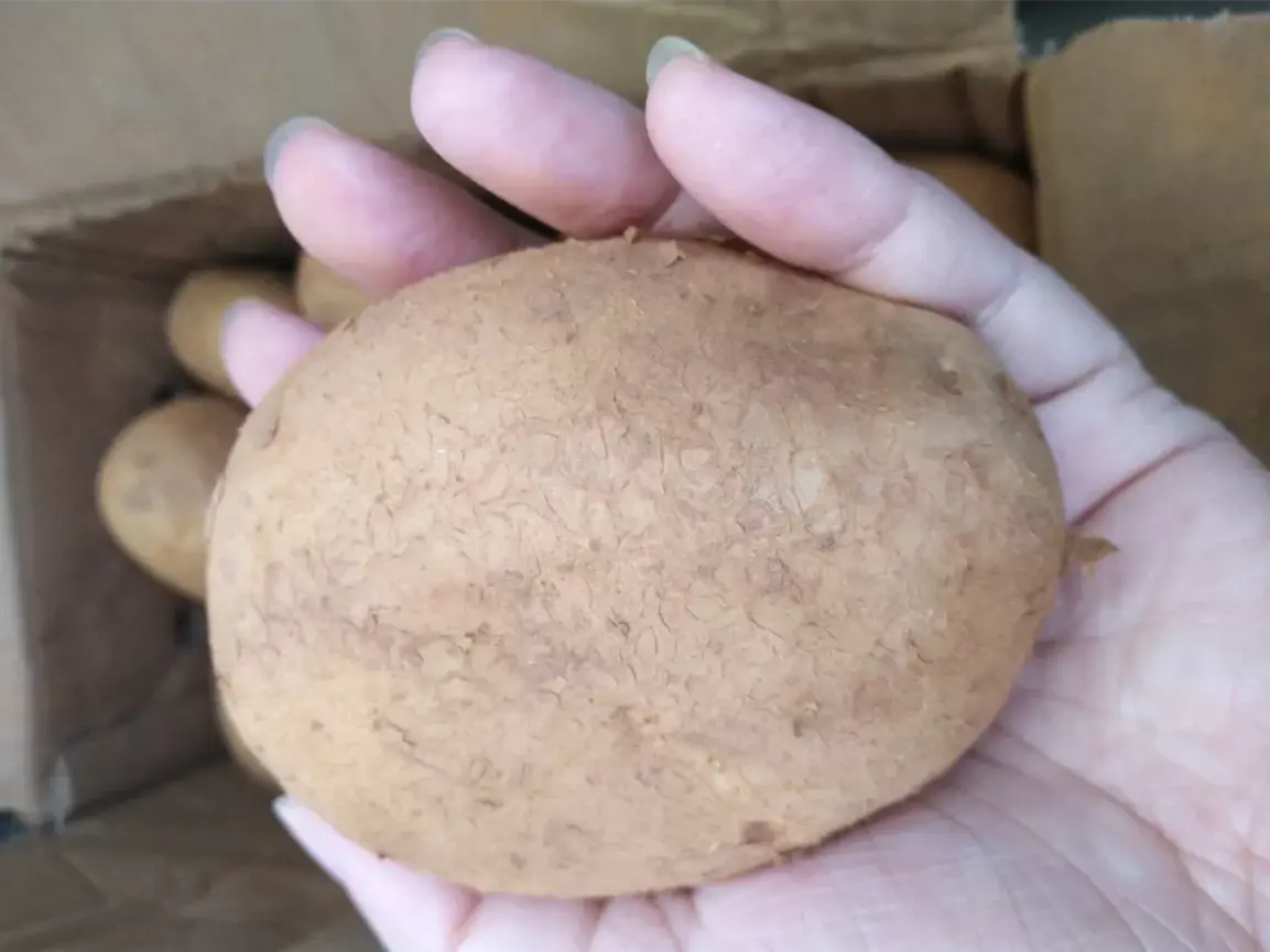 Mua khoai tây đừng chỉ dựa vào kích thước, hãy phân biệt “khoai bở và khoai giòn”, chọn đúng loại, món ăn mới chuẩn vị thơm ngon - 5