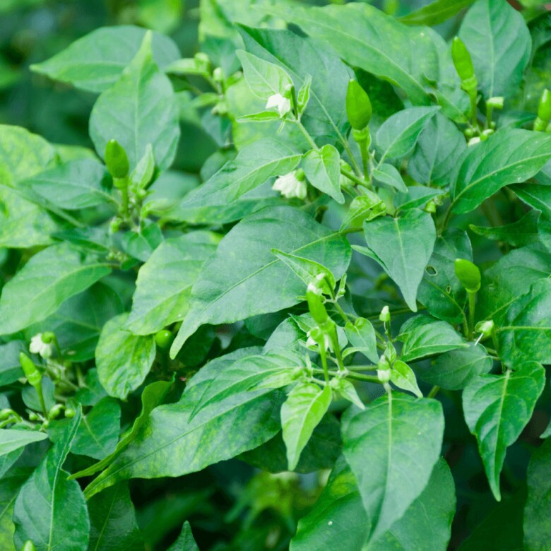 Lá này là “ngân hàng canxi”, bổ mắt dưỡng gan nhưng ít người biết ăn thật lãng phí - 1