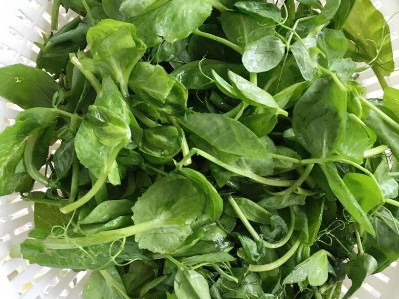 Loại cây tưởng trồng chỉ để lấy hạt hóa ra ngọn ăn rất ngon, dưỡng gan, thải độc, gặp thì mua ngay kẻo phí - 2