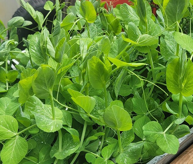 Loại cây tưởng trồng chỉ để lấy hạt hóa ra ngọn ăn rất ngon, dưỡng gan, thải độc, gặp thì mua ngay kẻo phí - 1