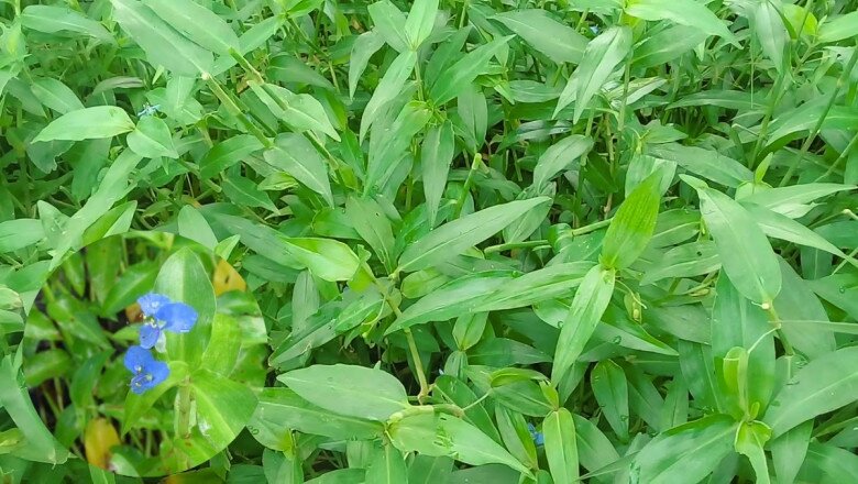 Loại cỏ dại mọc tua tủa sau mưa không ngờ là rau quý, nấu chung với con này rất ngon, không biết ăn quá tiếc - 1