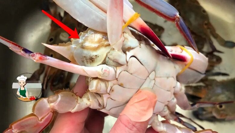 Mua cua ghẹ đừng chỉ chọn con to! Muốn biết cua nhiều thịt không, hãy nhìn 4 điểm này đảm bảo chọn con nào chuẩn con đó - 1