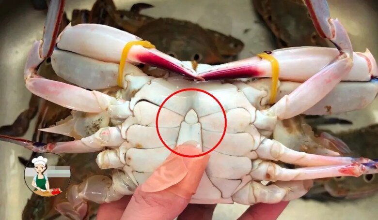 Mua cua ghẹ đừng chỉ chọn con to! Muốn biết cua nhiều thịt không, hãy nhìn 4 điểm này đảm bảo chọn con nào chuẩn con đó - 3