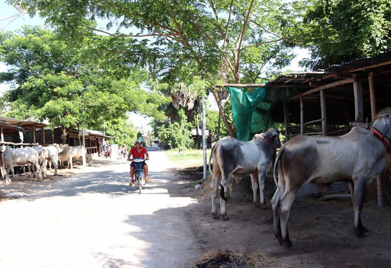 Chợ lạ ở An Giang chỉ bán duy nhất một mặt hàng, ban đầu chỉ là chợ tạm giờ thành trung tâm lớn bậc nhất - 5