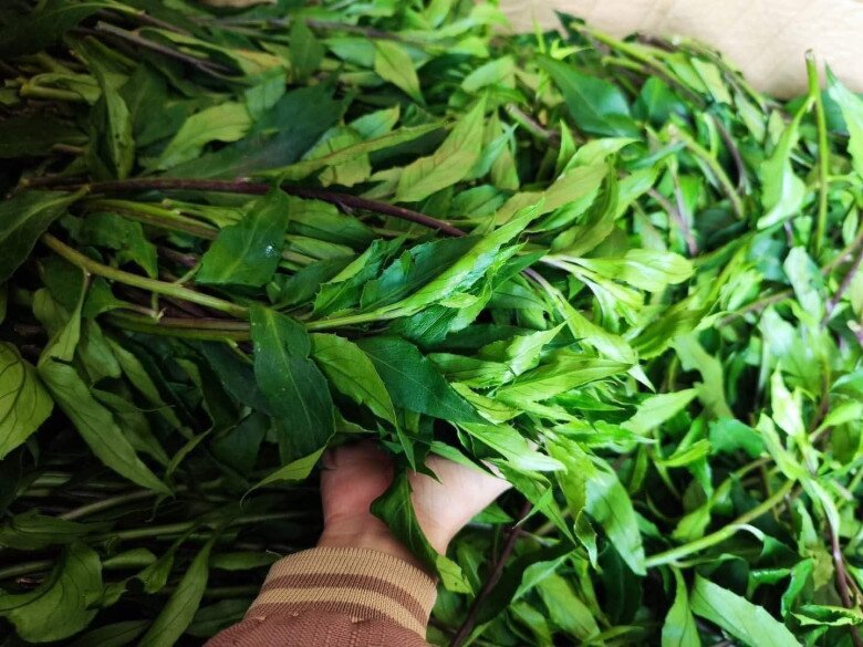 Thứ rau dại mọc hoang trên rừng xuống phố được chị em &#34;săn lùng&#34;, có mùi thơm đặc biệt và là &#34;thần dược&#34; tốt cho sức khỏe - 2