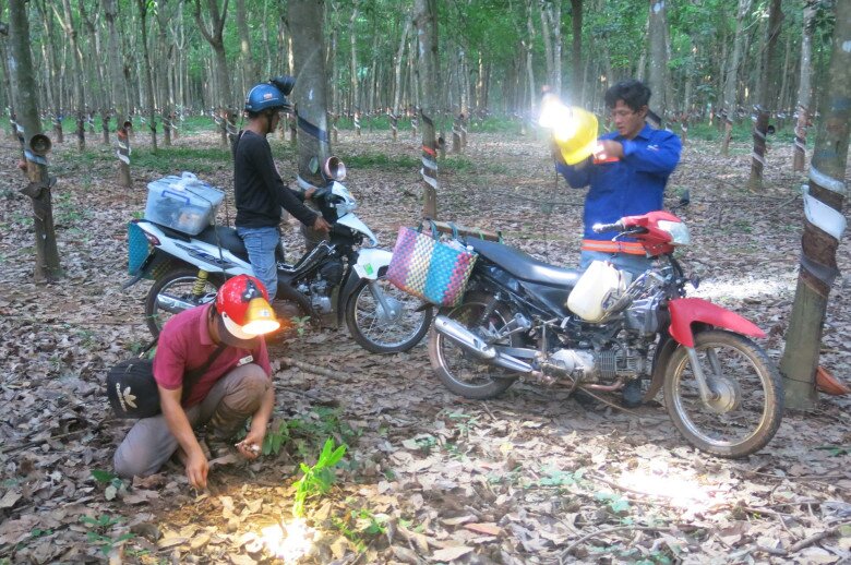 Thứ &#34;lộc trời cho&#34; giúp người Quảng Trị kiếm tiền triệu mỗi ngày: Cực hiếm lại thơm ngon bổ dưỡng, người mua tranh nhau từng rổ - 2