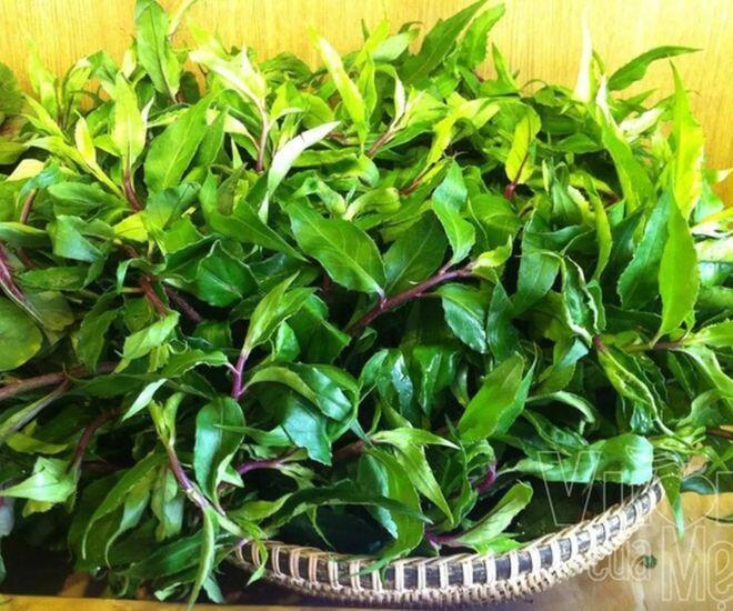 Thứ rau dại mọc hoang trên rừng xuống phố được chị em &#34;săn lùng&#34;, có mùi thơm đặc biệt và là &#34;thần dược&#34; tốt cho sức khỏe - 1