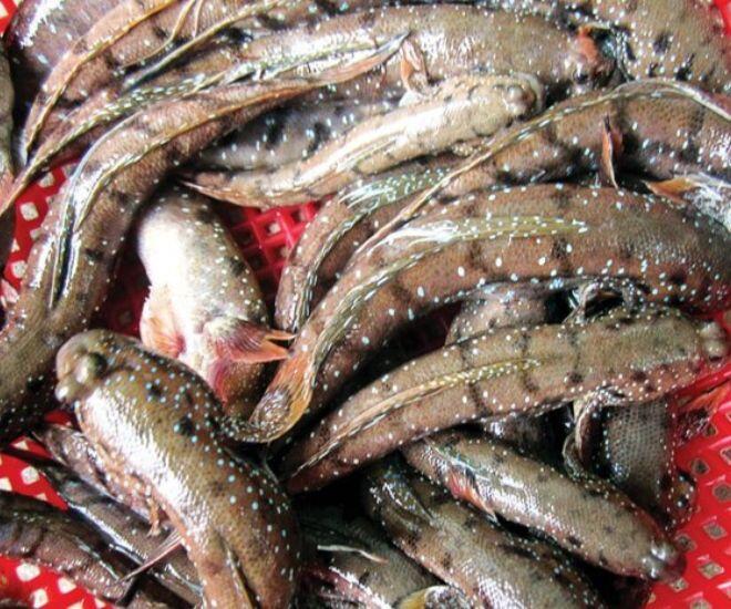Loài cá siêu hiếm ở Sóc Trăng, hình thù quái dị nhưng cực ngon, có tiền cũng không có mà ăn - 1