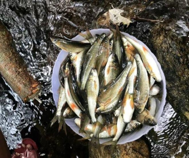 Loài cá chỉ có ở Nghệ An là đặc sản thơm ngon nức tiếng, nay hiếm đến mức phải bảo tồn dù giá lên tới 400.000 đồng/kg - 1