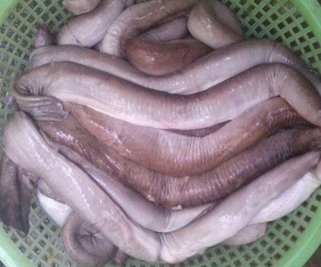 Loài cá bề ngoài khiến nhiều người sợ chết khiếp lại là đặc sản Bình Định, có cái tên &#34;thoắt ẩn thoắt hiện&#34; gây tò mò - 1