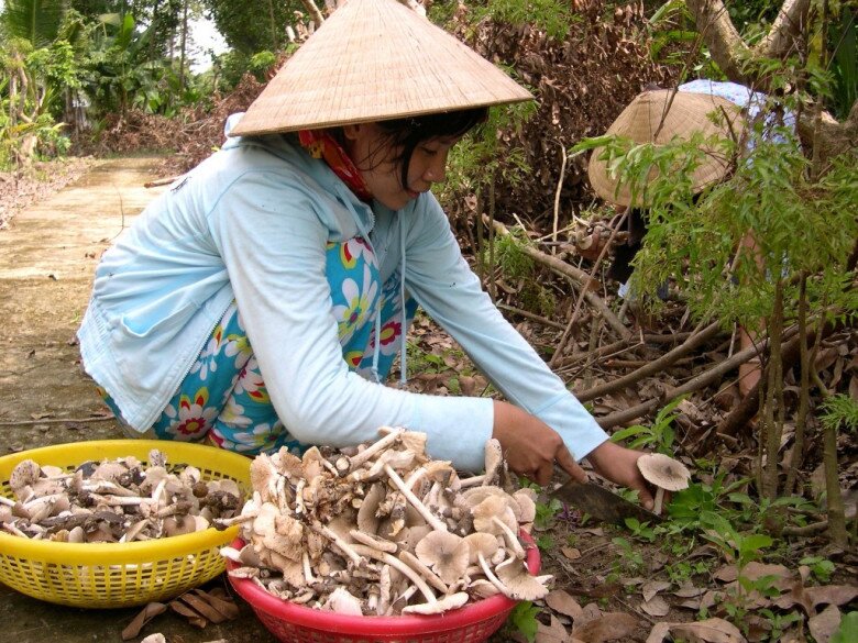 Thứ &#34;lộc trời cho&#34; giúp người Quảng Trị kiếm tiền triệu mỗi ngày: Cực hiếm lại thơm ngon bổ dưỡng, người mua tranh nhau từng rổ - 3