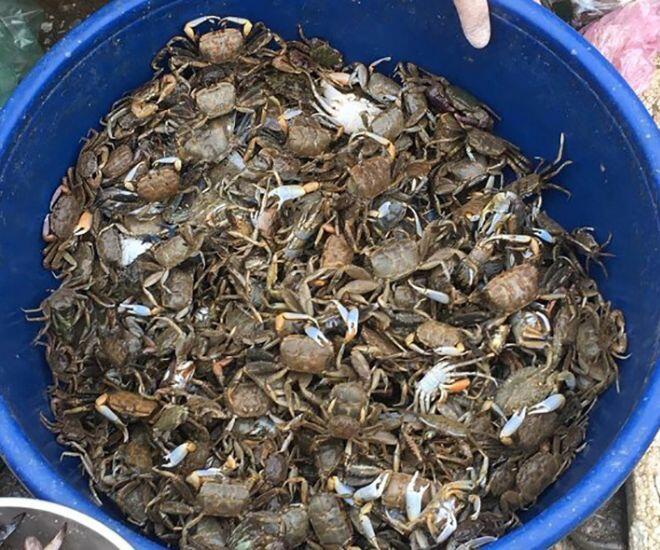 Đặc sản chỉ có ở Thanh Hóa đem nấu canh ăn một lần là mê mẩn, người dân phải lấm bùn mới bắt được - 1