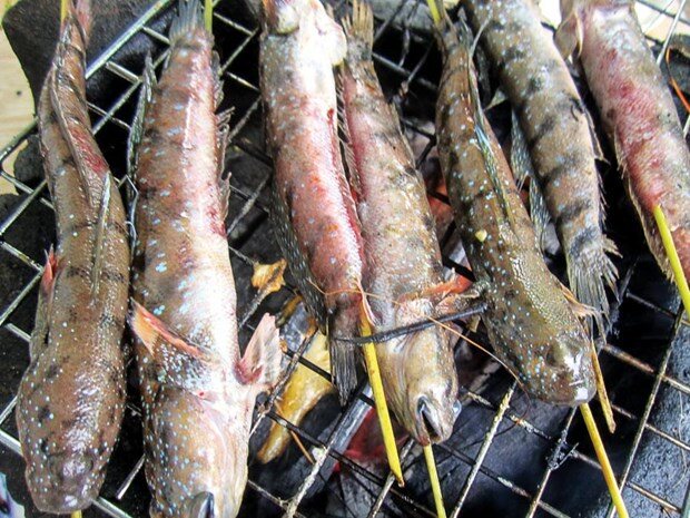 Loài cá siêu hiếm ở Sóc Trăng, hình thù quái dị nhưng cực ngon, có tiền cũng không có mà ăn - 3