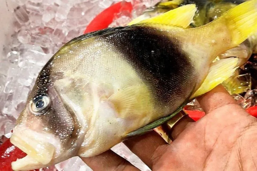 Loài cá tên kỳ quặc chỉ có ở Nha Trang, giá cao ngất ngưởng vẫn &#34;cháy hàng&#34; liên tục nhờ vị ngon hiếm có - 5